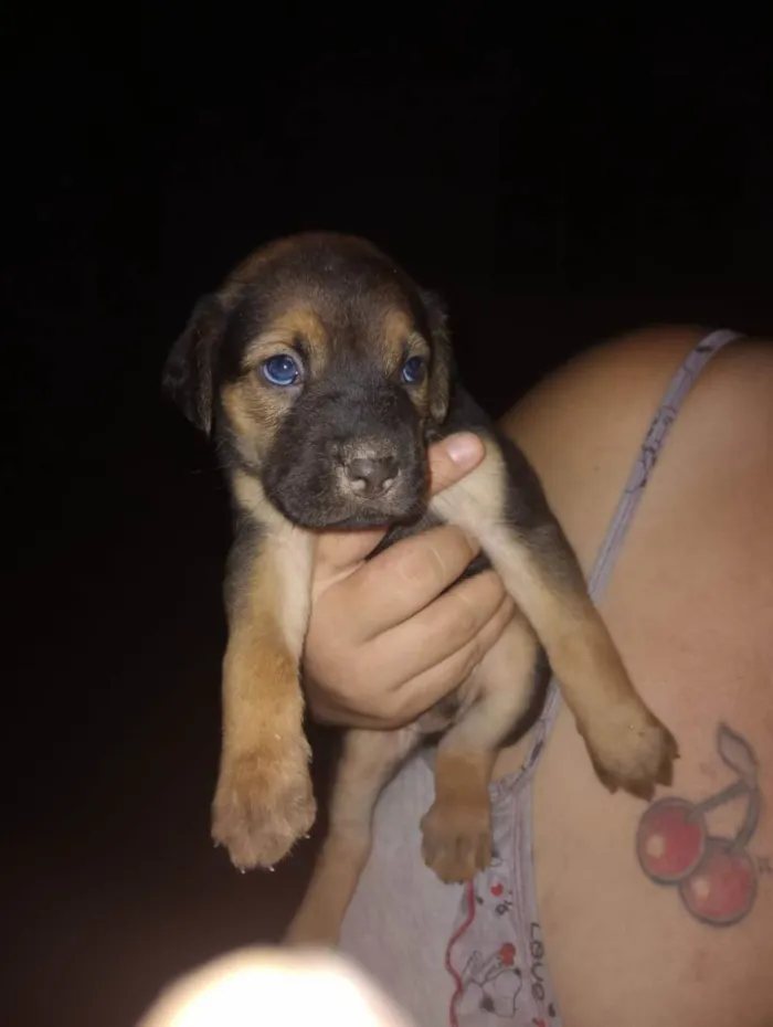 Cachorro raça Vira lata idade Abaixo de 2 meses nome Bebês cachorrinhos 