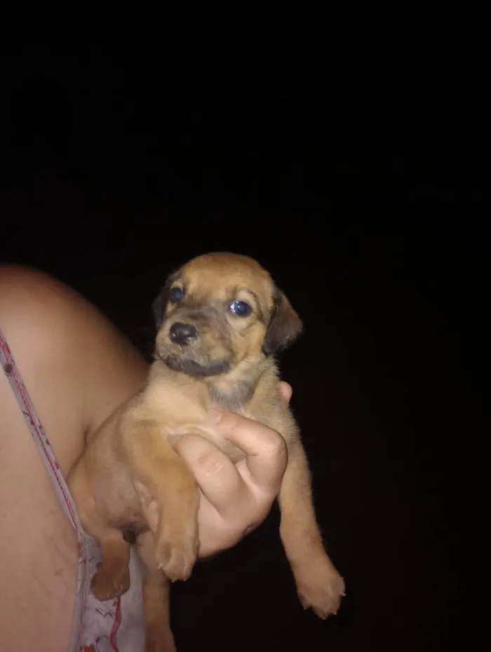 Cachorro raça Vira lata idade Abaixo de 2 meses nome Bebês cachorrinhos 