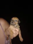 Bebês cachorrinhos
