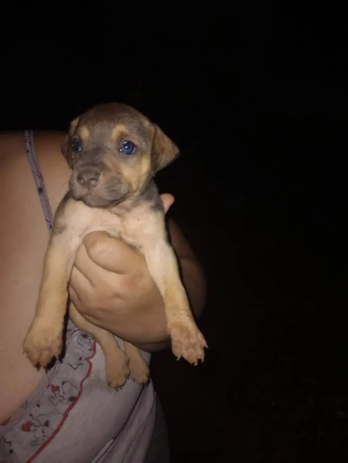 Cachorro raça Vira lata idade Abaixo de 2 meses nome Bebês cachorrinhos 