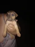Bebês cachorrinhos
