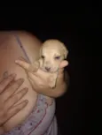 Bebês cachorrinhos 