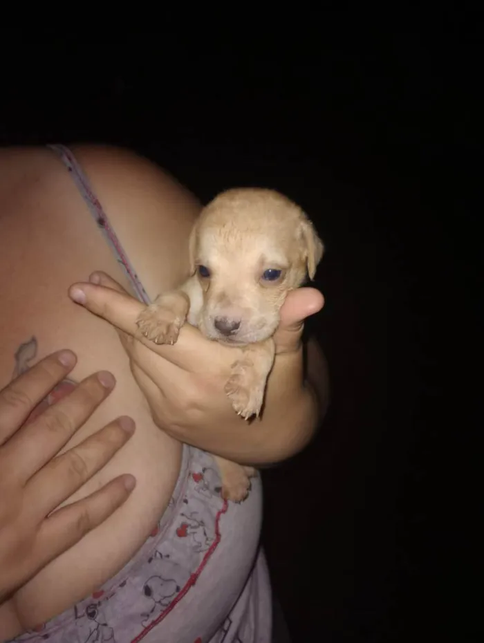 Cachorro raça Vira lata idade Abaixo de 2 meses nome Bebês cachorrinhos 