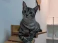 Baruel 