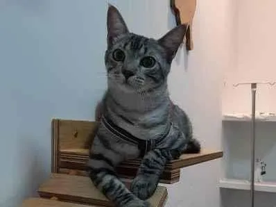 Gato ra a srd idade 1 ano nome Baruel 
