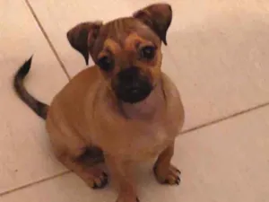 Cachorro raça  idade 2 a 6 meses nome Pudim