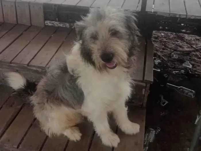 Cachorro ra a Poodle  idade 1 ano nome Poodle 