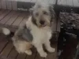 Poodle
