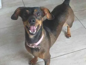 Cachorro raça Dachshund idade 2 anos nome Lola