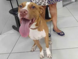 Cachorro raça Pittbull  idade 7 a 11 meses nome Bart