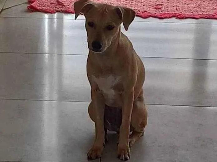 Cachorro ra a Desconhecida idade 2 a 6 meses nome Luna