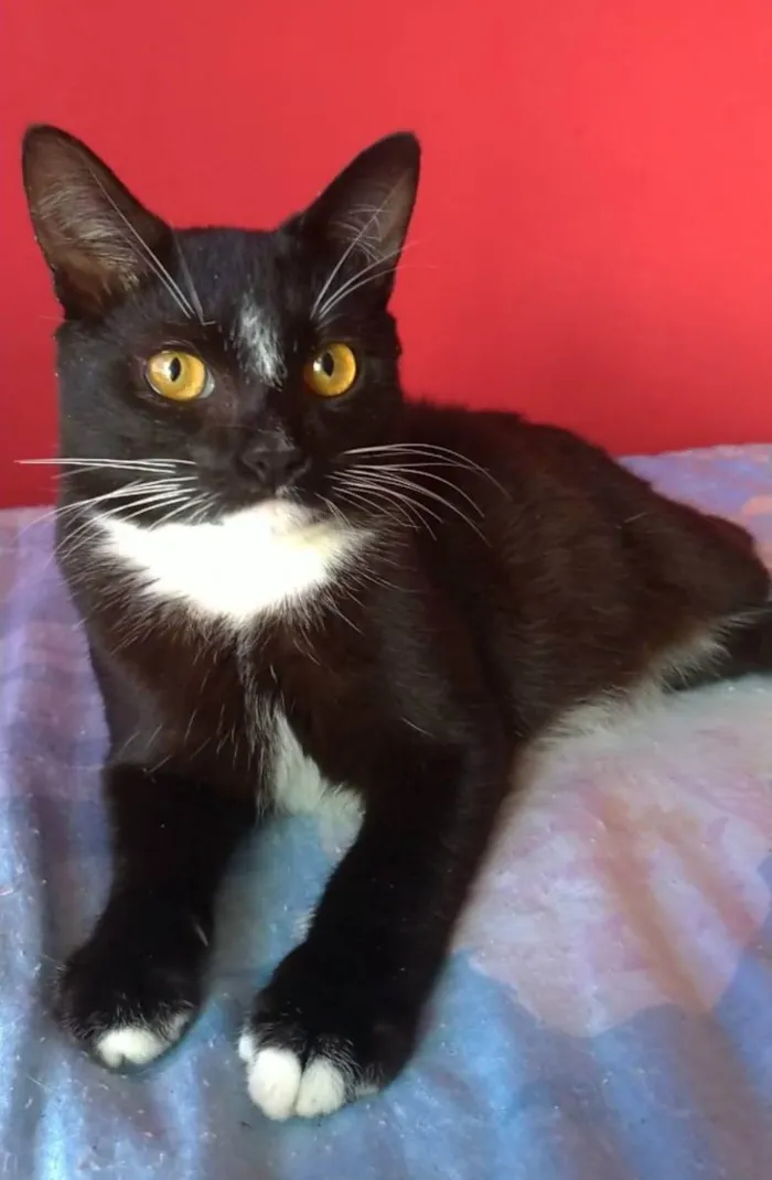 Gato raça srd frajolinha  idade 2 a 6 meses nome DARIN