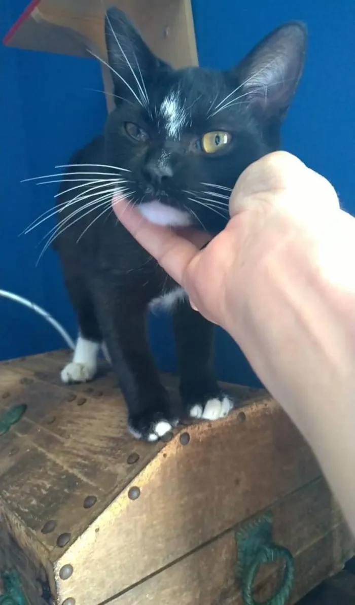 Gato raça srd frajolinha  idade 2 a 6 meses nome DARIN