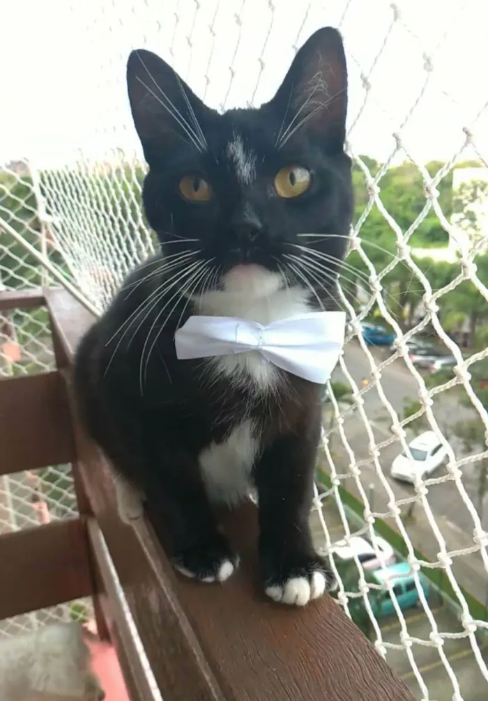 Gato raça srd frajolinha  idade 2 a 6 meses nome DARIN