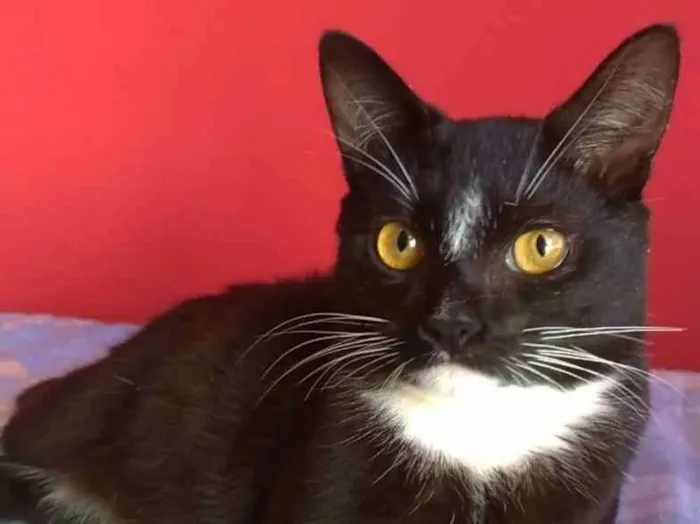 Gato raça srd frajolinha  idade 2 a 6 meses nome DARIN