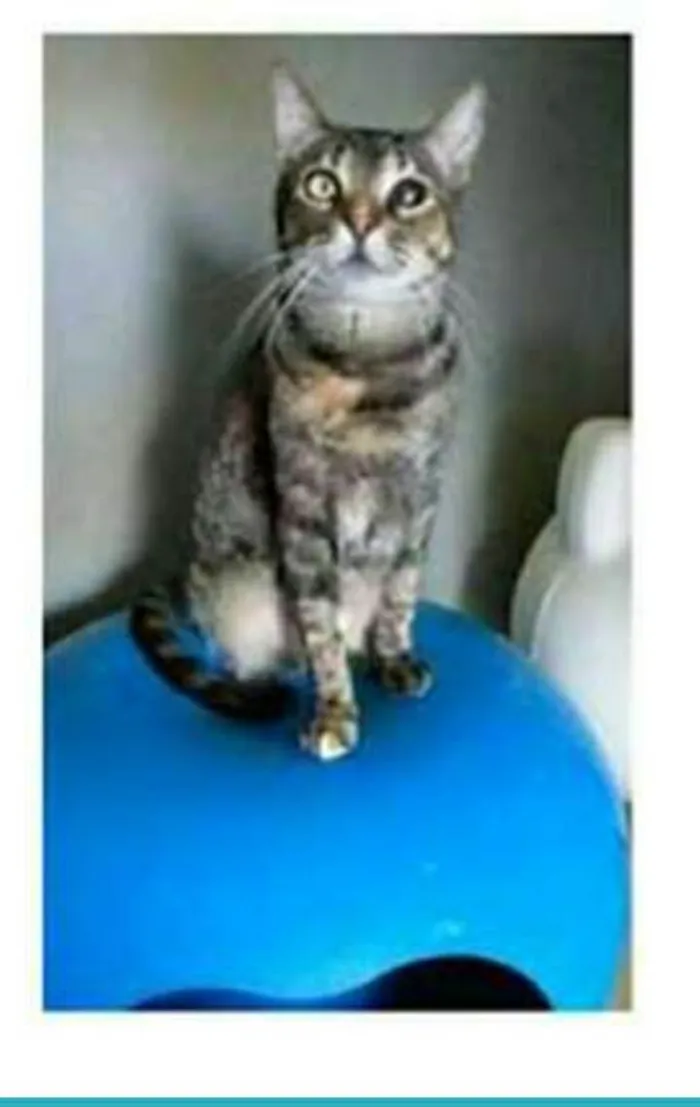 Gato raça srd tigradinha idade 2 anos nome LISSY