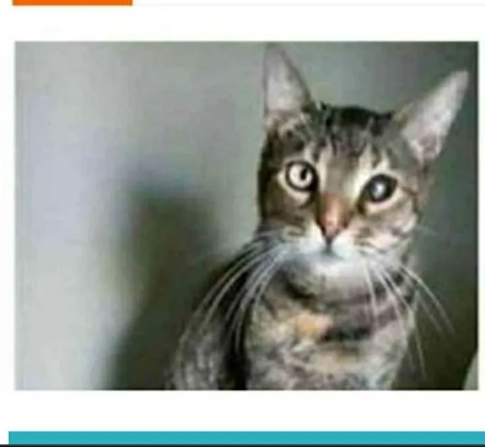 Gato raça srd tigradinha idade 2 anos nome LISSY