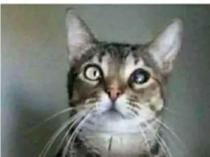Gato raça srd tigradinha idade 2 anos nome LISSY