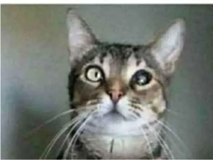 Gato raça srd tigradinha idade 2 anos nome LISSY