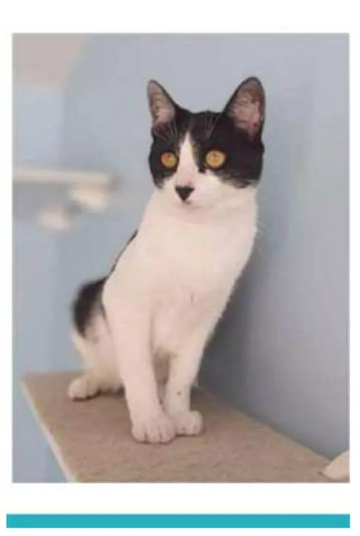 Gato raça srd frajolinha  idade 1 ano nome MAGGIE