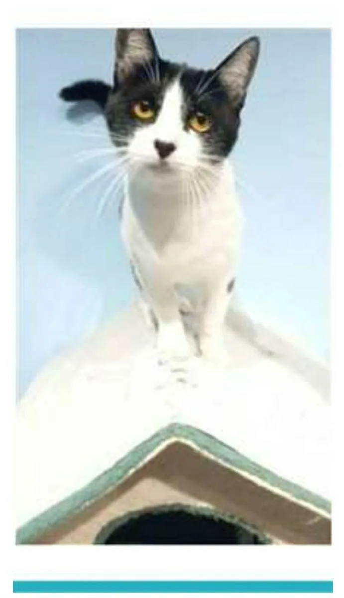 Gato raça srd frajolinha  idade 1 ano nome MAGGIE