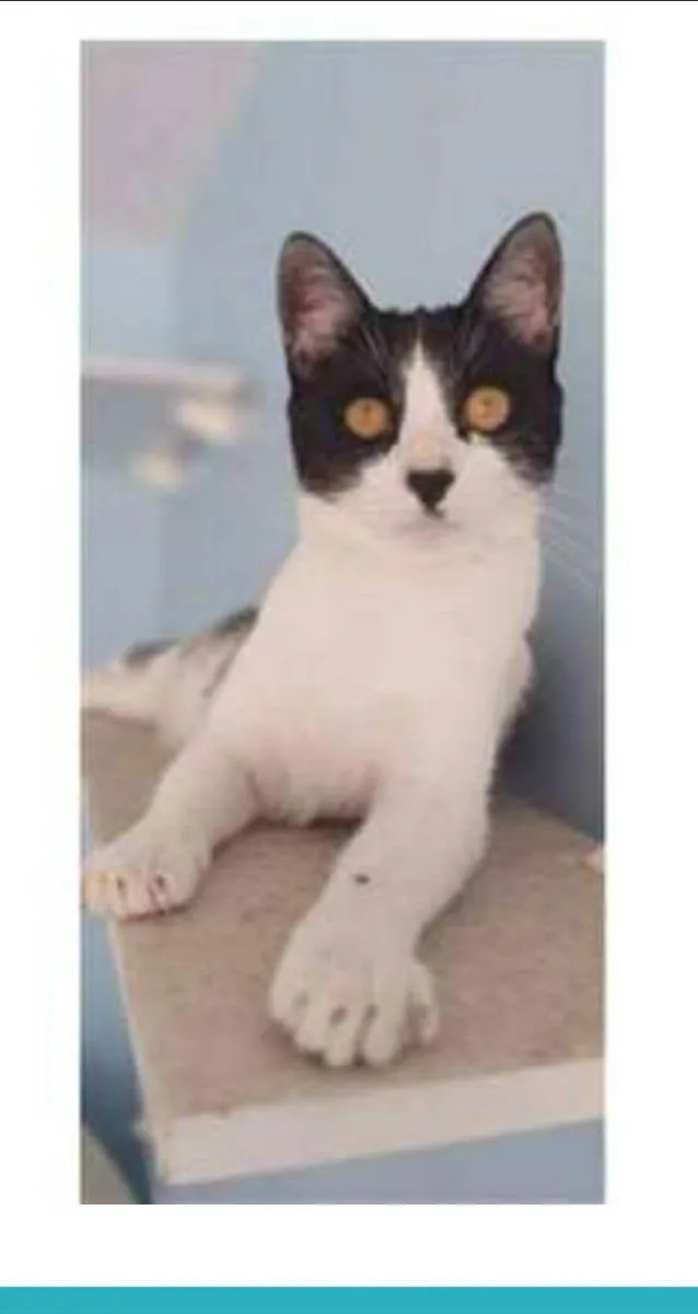 Gato raça srd frajolinha  idade 1 ano nome MAGGIE