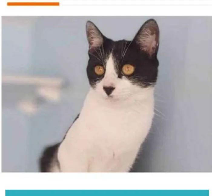 Gato raça srd frajolinha  idade 1 ano nome MAGGIE