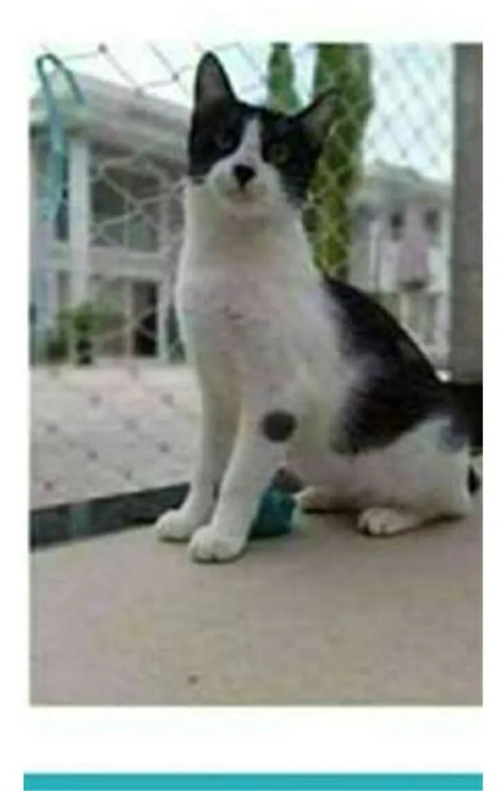 Gato raça srd frajolinha  idade 1 ano nome MAGGIE