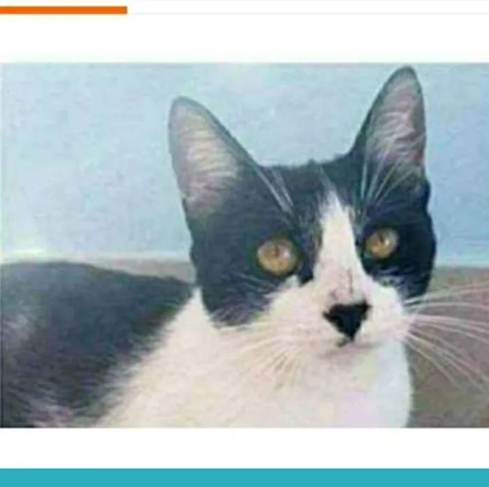 Gato raça srd frajolinha  idade 1 ano nome MAGGIE