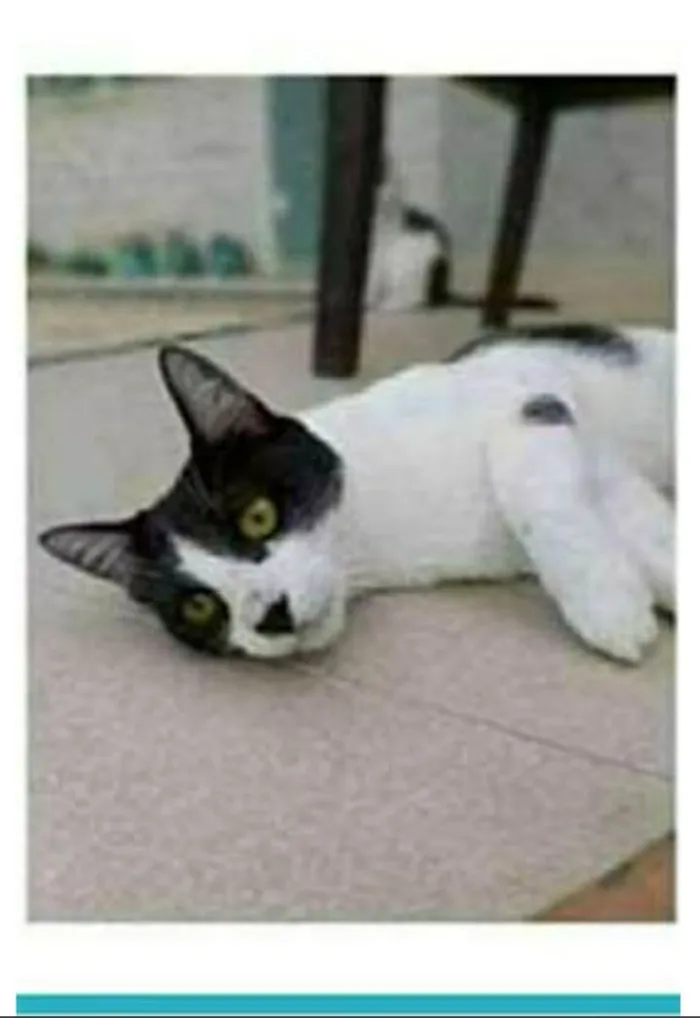 Gato raça srd frajolinha  idade 1 ano nome MAGGIE