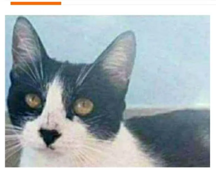 Gato raça srd frajolinha  idade 1 ano nome MAGGIE