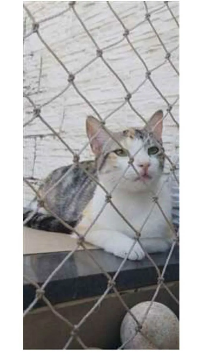 Gato ra a srd tricolor branca idade 1 ano nome PENÉLOPE 