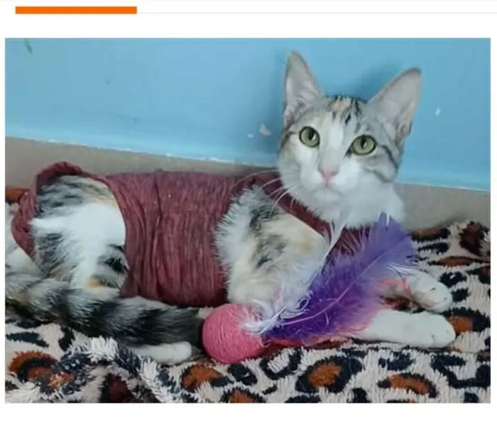 Gato ra a srd tricolor branca idade 1 ano nome PENÉLOPE 
