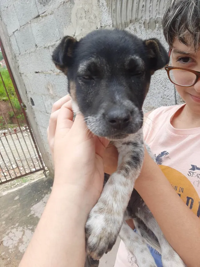 Cachorro ra a Vira Lata Misturado idade 2 a 6 meses nome Sem nome