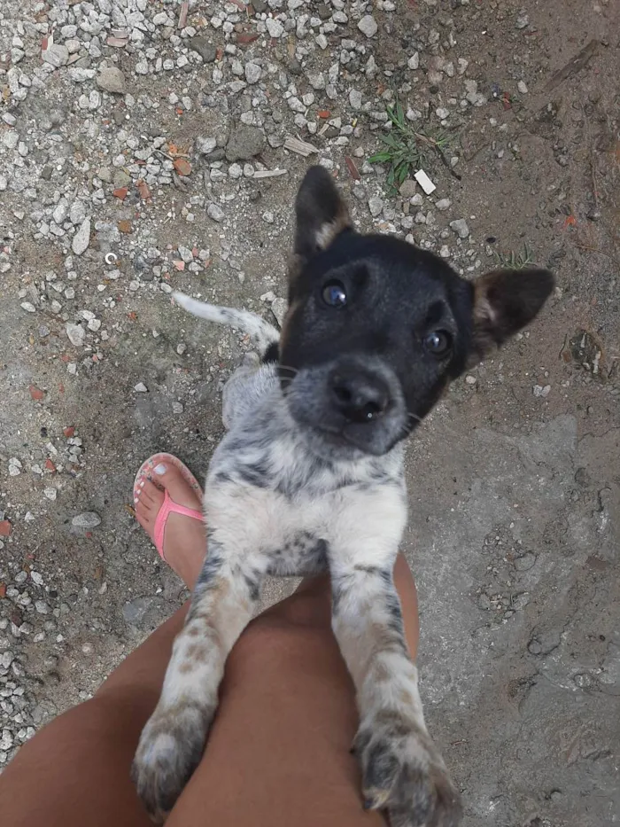 Cachorro ra a Vira Lata Misturado idade 2 a 6 meses nome Sem nome