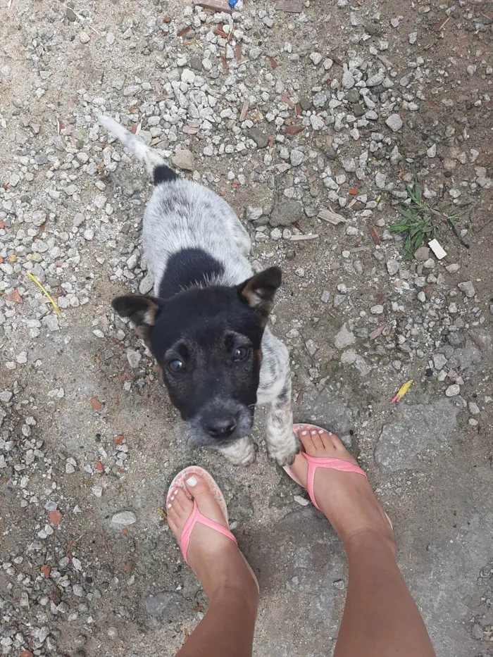 Cachorro ra a Vira Lata Misturado idade 2 a 6 meses nome Sem nome