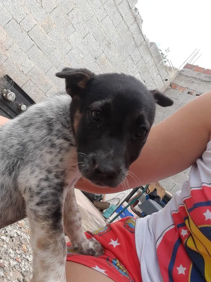 Cachorro ra a Vira Lata Misturado idade 2 a 6 meses nome Sem nome