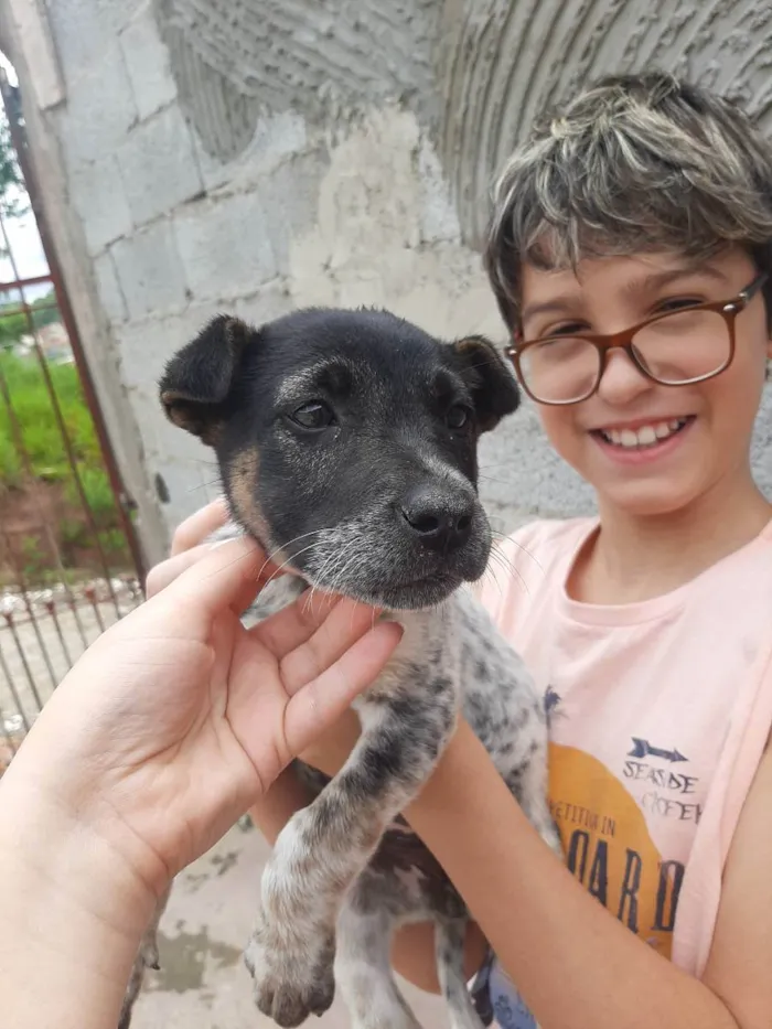 Cachorro ra a Vira Lata Misturado idade 2 a 6 meses nome Sem nome