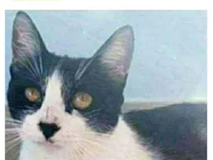 Gato raça srd frajolinha  idade 1 ano nome MAGGIE