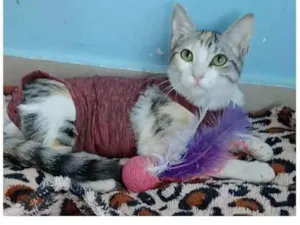 Gato raça srd tricolor branca idade 1 ano nome PENÉLOPE 