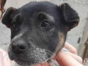 Cachorro raça Vira Lata Misturado idade 2 a 6 meses nome Sem nome