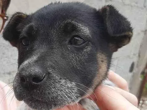 Cachorro ra a Vira Lata Misturado idade 2 a 6 meses nome Sem nome