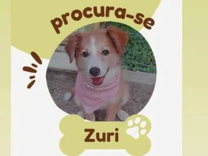 Cachorro raça Border collie com vira lata idade 2 a 6 meses nome Zuri