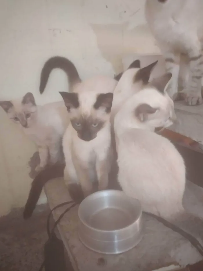 Gato ra a Sem raça definida idade 2 a 6 meses nome Serena tomas Maria j