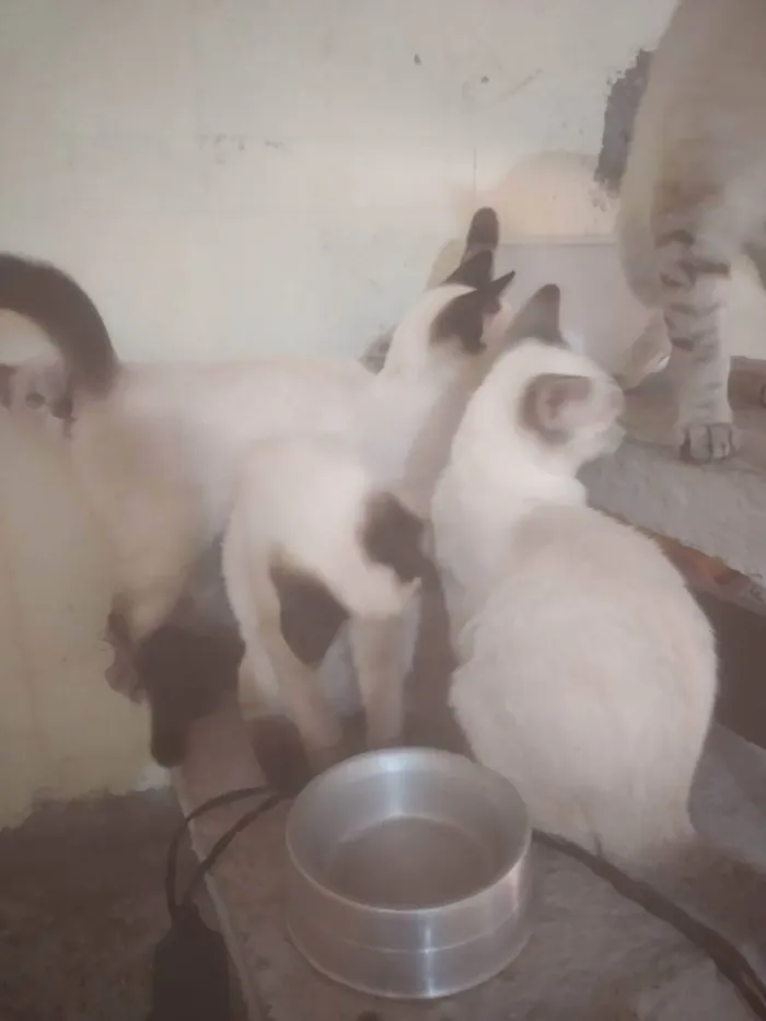 Gato ra a Sem raça definida idade 2 a 6 meses nome Serena tomas Maria j