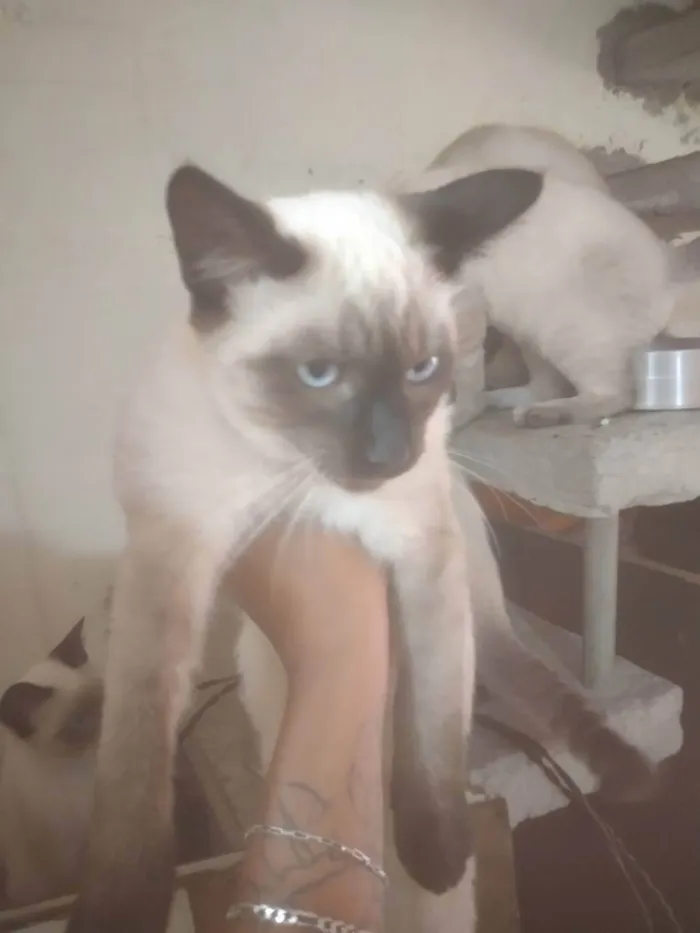 Gato ra a Sem raça definida idade 2 a 6 meses nome Serena tomas Maria j