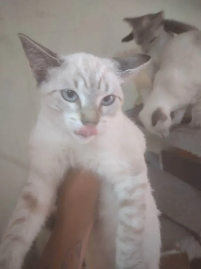 Gato ra a Sem raça definida idade 2 a 6 meses nome Serena tomas Maria j