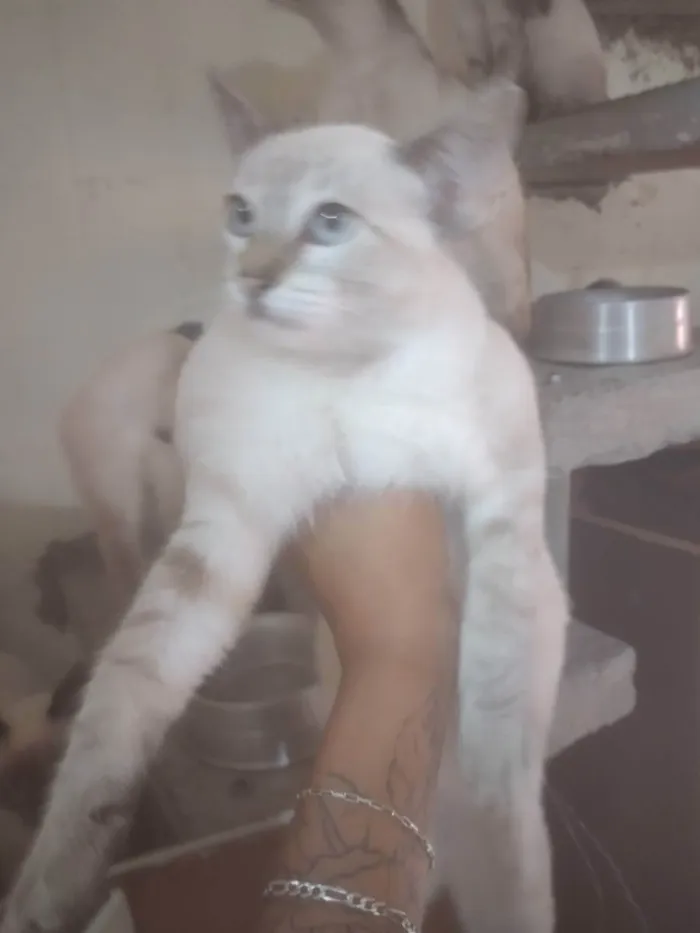 Gato ra a Sem raça definida idade 2 a 6 meses nome Serena tomas Maria j