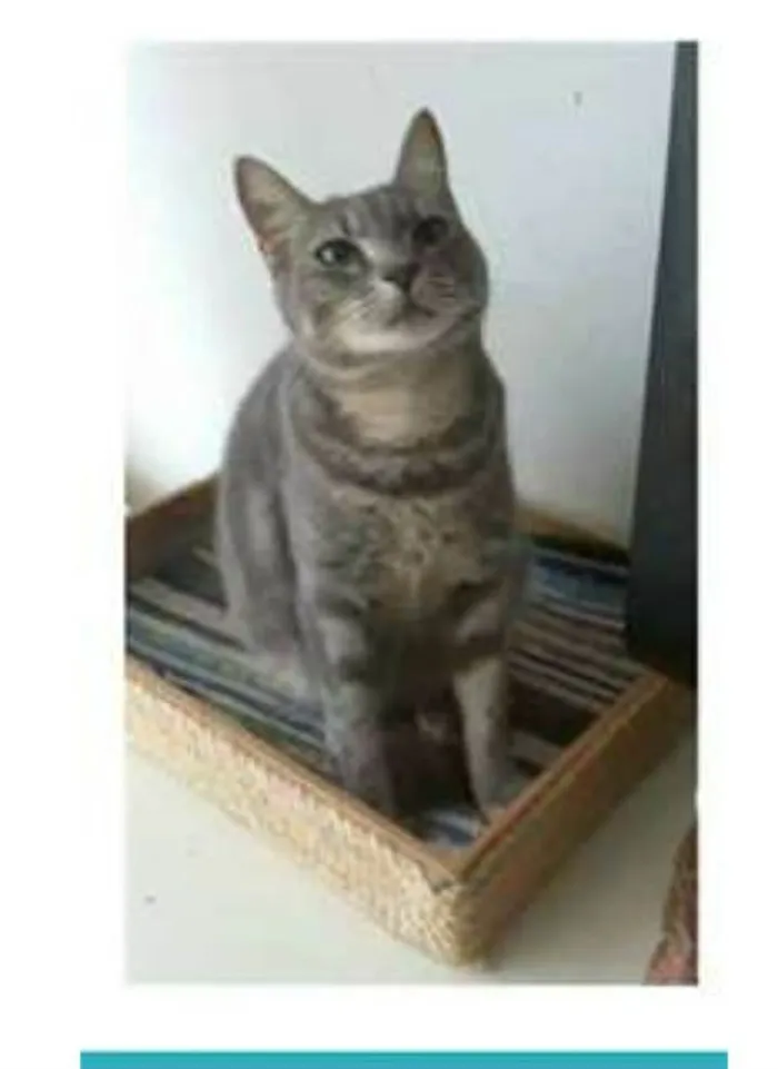 Gato ra a srd tigradinha idade 1 ano nome ADELLY