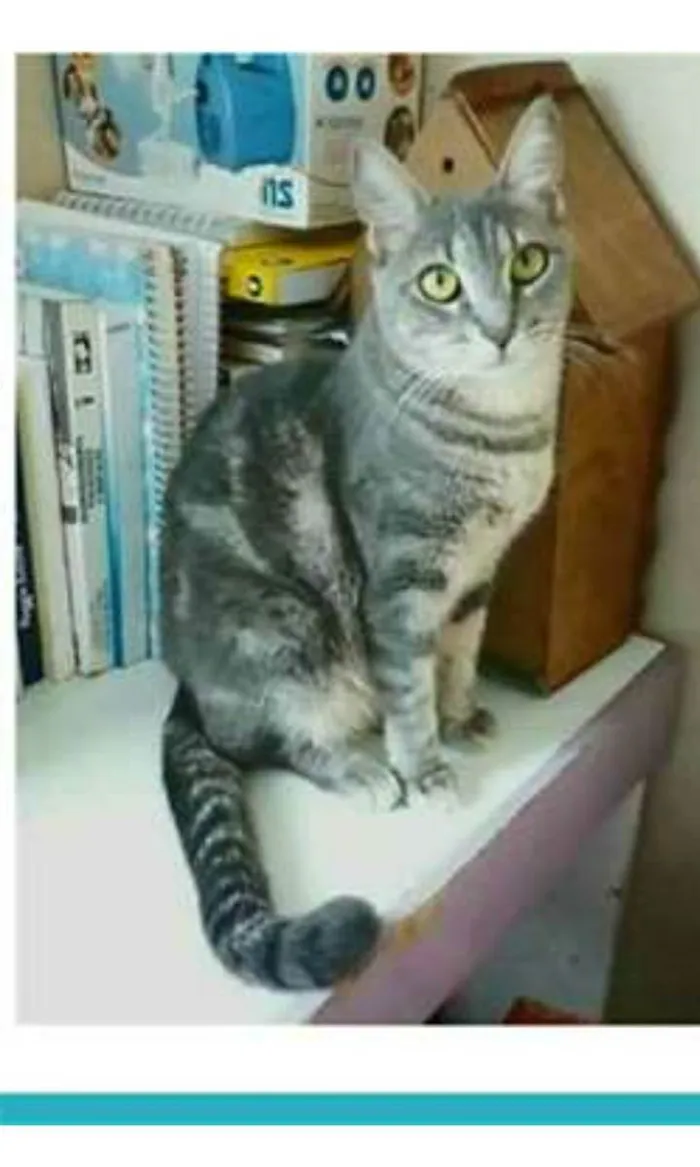 Gato ra a srd tigradinha idade 1 ano nome ADELLY